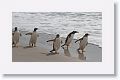 Gentoo Penguins