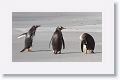 Gentoo Penguins