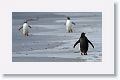 Gentoo Penguins