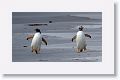 Gentoo Penguins