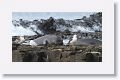 Elephant Seals and Kelp Gull