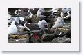 Dolphin Gulls