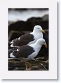 Kelp Gulls