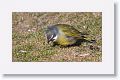 Black-throated Finch