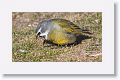 Black-throated Finch