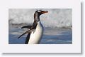 Gentoo Penguin