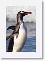 Gentoo Penguin