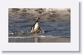 Gentoo Penguin