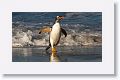 Gentoo Penguin