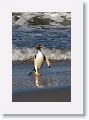 Gentoo Penguin