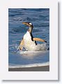 Gentoo Penguin