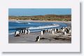 Gentoo Penguins