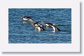 Gentoo Penguins