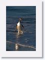 Gentoo Penguin