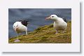 Black-browed Albatross