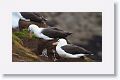 Black-browed Albatross