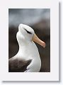 Black-browed Albatross