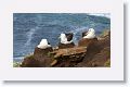 Black-browed Albatross on nests