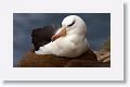 Black-browed Albatross on nest