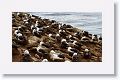 Black-browed Albatross on nests