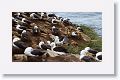 Black-browed Albatross on nests