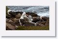 Black-browed Albatross on nests