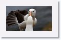 Black-browed Albatross