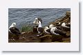 Black-browed Albatross on nests