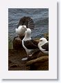 Black-browed Albatross on nests