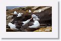 Black-browed Albatross on nests