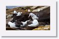 Black-browed Albatross on nests