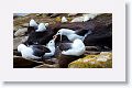 Black-browed Albatross on nests