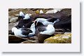 Black-browed Albatross on nests