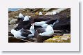 Black-browed Albatross on nests