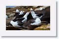 Black-browed Albatross on nests