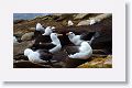 Black-browed Albatross on nests