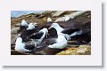 Black-browed Albatross on nests