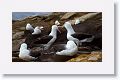 Black-browed Albatross on nests