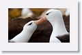 Black-browed Albatross on nests