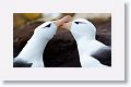 Black-browed Albatross on nests