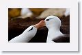 Black-browed Albatross on nests