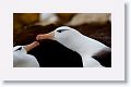 Black-browed Albatross on nests