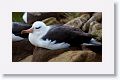 Black-browed Albatross on nests