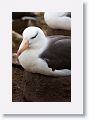 Black-browed Albatross on nests