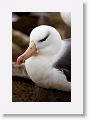 Black-browed Albatross on nests