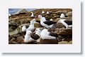 Black-browed Albatross on nests