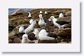 Black-browed Albatross on nests