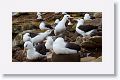 Black-browed Albatross on nests