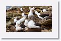 Black-browed Albatross on nests