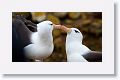 Black-browed Albatross on nests